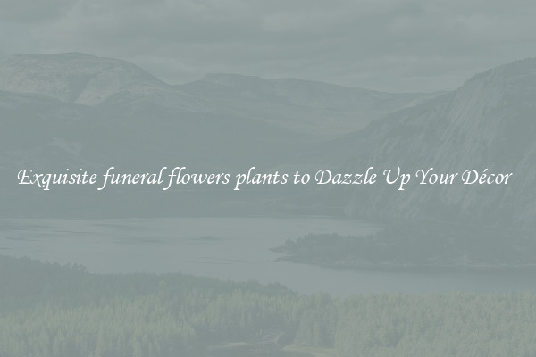 Exquisite funeral flowers plants to Dazzle Up Your Décor  